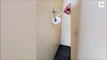 Le moment terrifiant où une femme trouve une araignée énorme cachée derrière le papier toilette