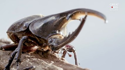 The Small, but Mighty, Hercules Beetle