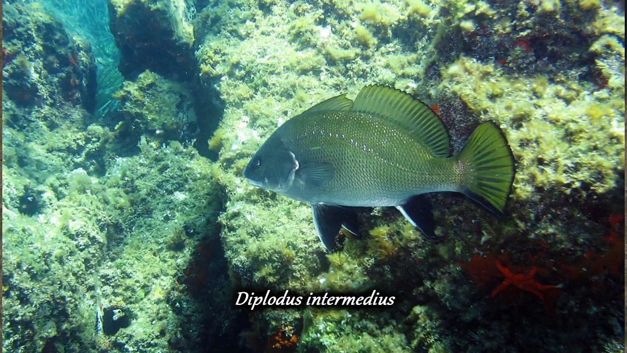 VADROUILLE 5  -  LES FALUNS DE BRETAGNE