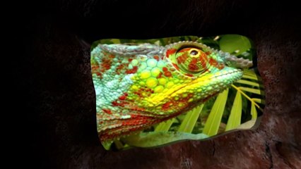 Shaba: La tierra de Dios y el Diablo - ¡Ahora en alta calidad! (Parte 1/5)