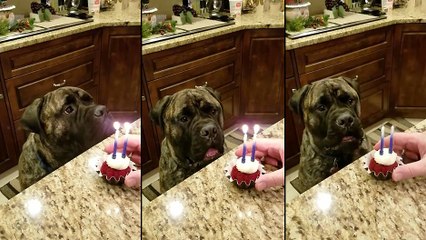 Un chien souffle les bougies