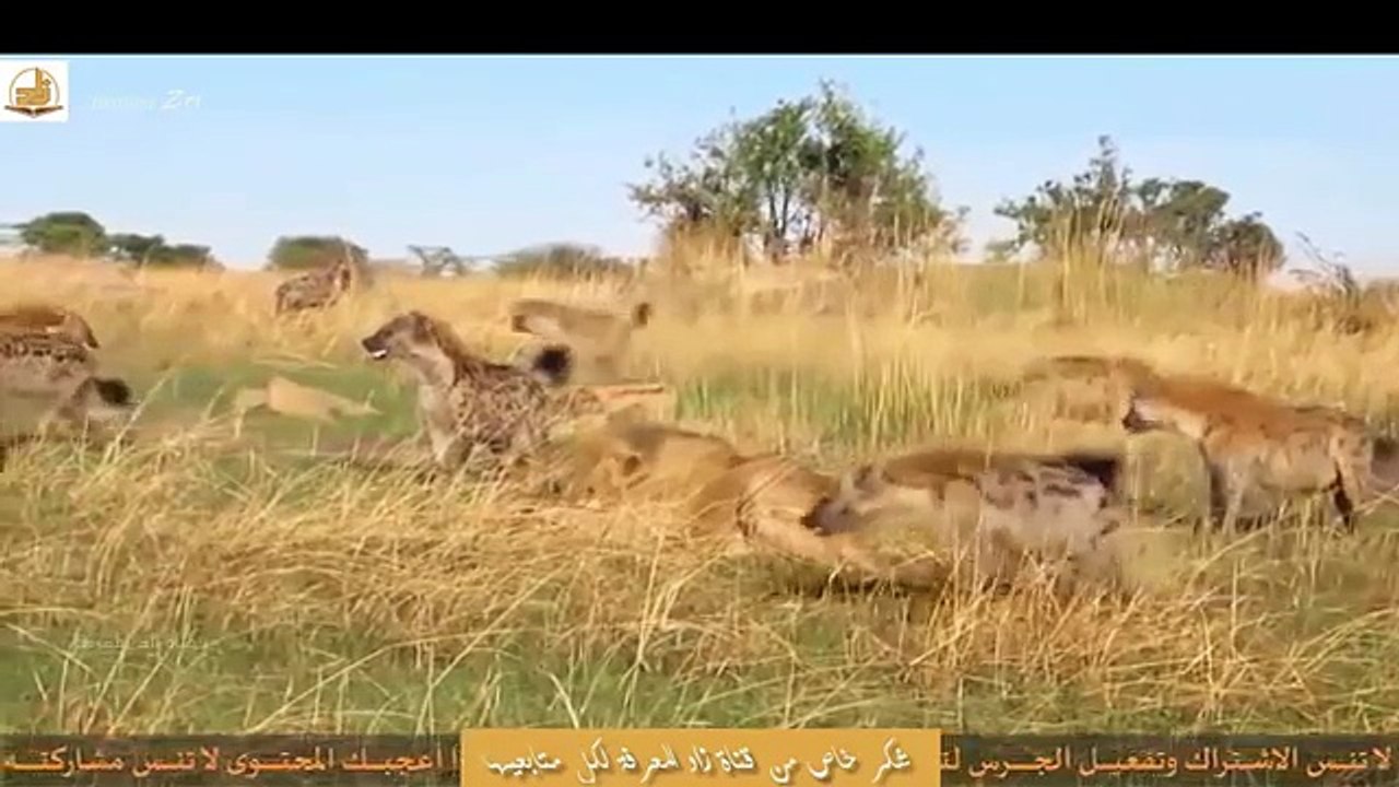 ملحمة! الضباع تقهر اللبوءات وترغمها على تسلق الأشجار والأسد يتكفل برد الاعتبار