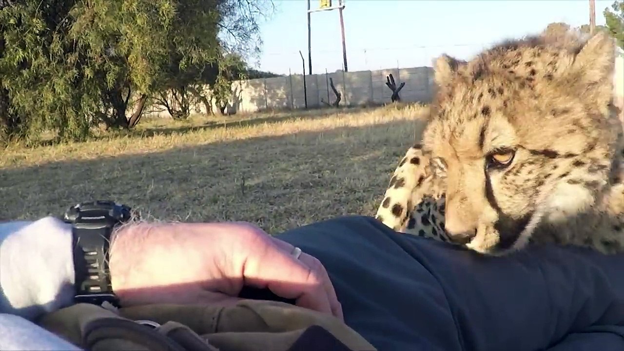 Camping Inside A Cheetah Enclosure | Big Cats Snuggle Cuddle Purr Groom And Sleep With Friend
