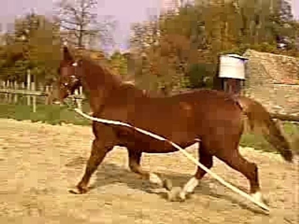 Boran longé