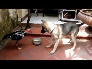 animal fight - Cock vs Dog Viral Fight -Indian animal Funny Fight