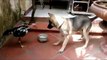 animal fight -  Viral Fight -Indian animal Funny Fight