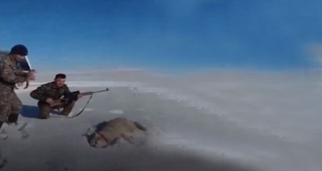 Kaçak Avcılar Vurdukları Kurdu Tekmeleyince Hayatlarının Dersini Aldı