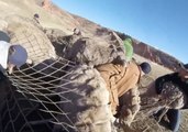 Bighorn Sheep Captured and Relocated in Colorado in Conservation Effort