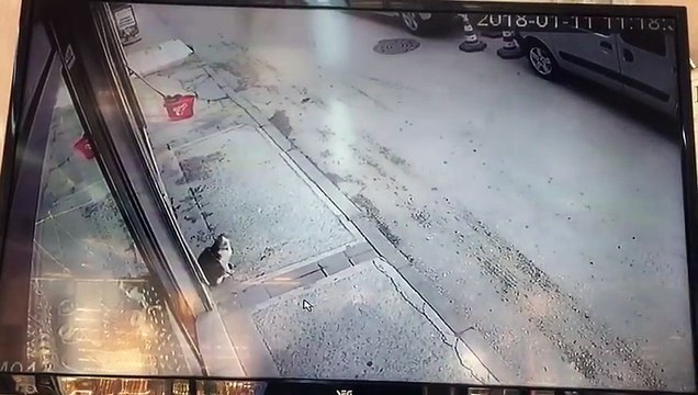 Un chat donne un coup de patte à un homme qui marchait dans la rue et le fait chuter lamentablement !