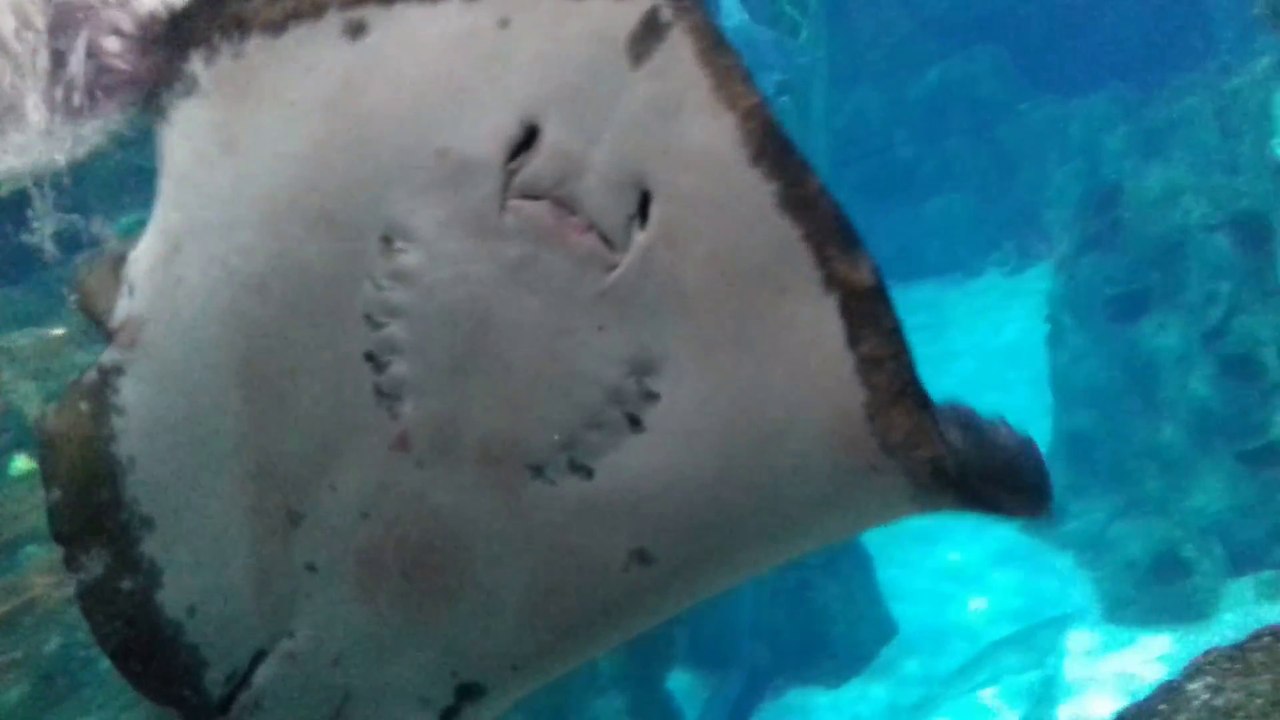 istanbul aquarium