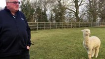 Hertfordshire Mercury_ Buntingford alpaca farm in 'shutdown' after animals left terrorised by hunt that 'lost control of large pack of dogs' 7Feb18 part 2