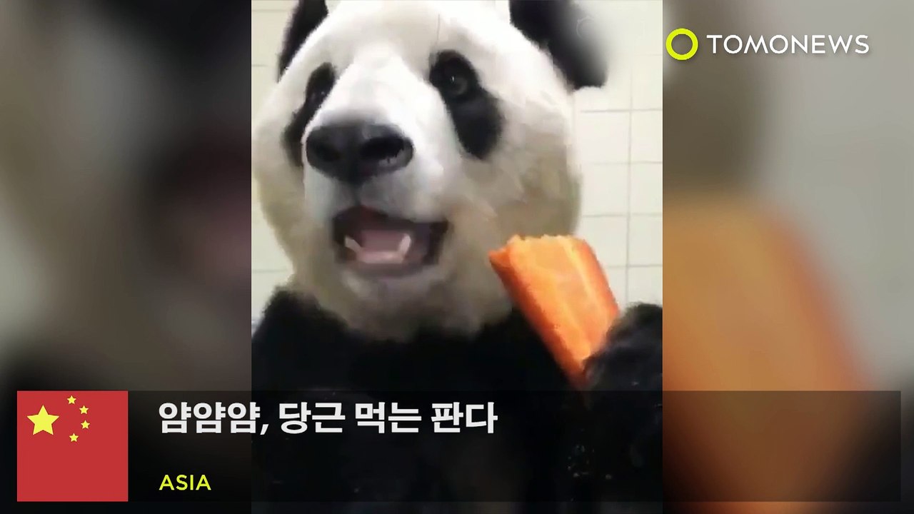 얌얌얌, 당근 먹는 판다
