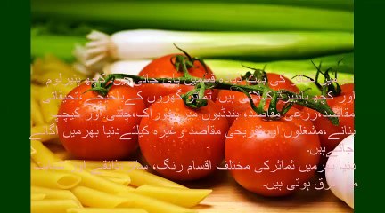 Growing tomato plants (Urdu) Part one