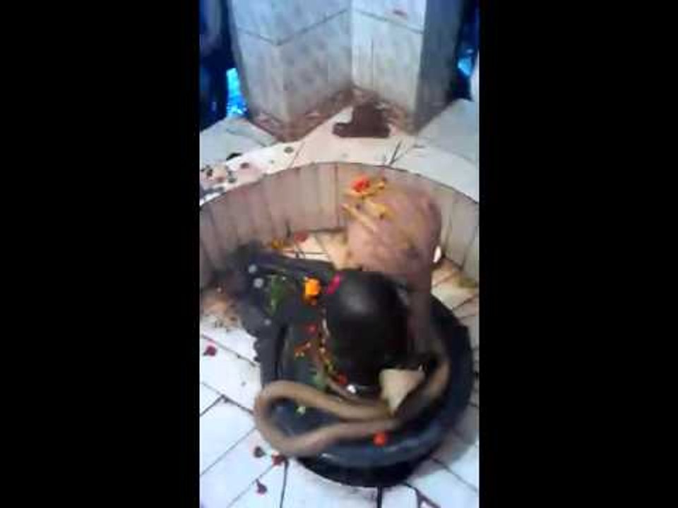 शिवमंदिर में निकला नाग, पूजा को उमड़े लोग