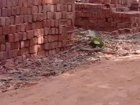 बीच सड़क पर एक घंटे तक नाचते रहे नाग-नागिन