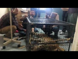 गोपेश्वर में  गुलदार