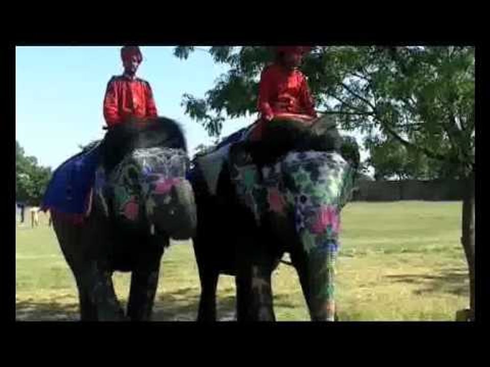 Polo with pachyderms