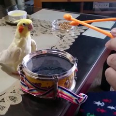Ce perroquet adore le son du tambour