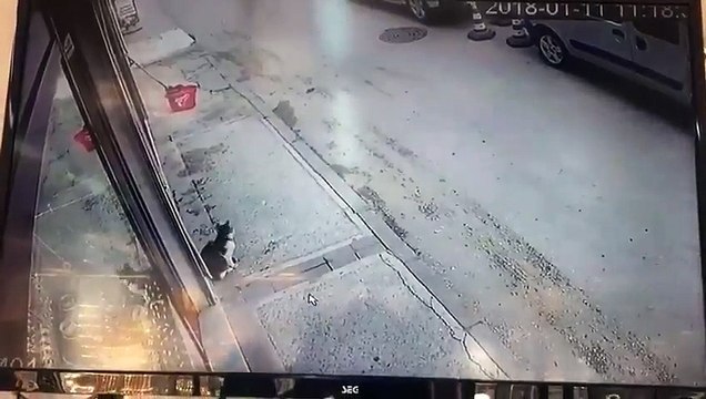 Gato malvado provoca queda a homem com apenas um toque na perna