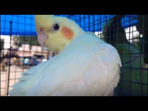 Jharkhand : Colorful birds are missing, you know why