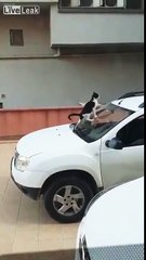 Quand ton chat crotte sur le pare-brise de ton 4x4 pour t'empêcher de partir !