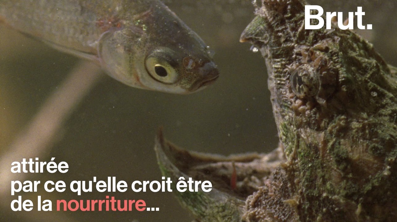 Comment la tortue alligator chasse ?