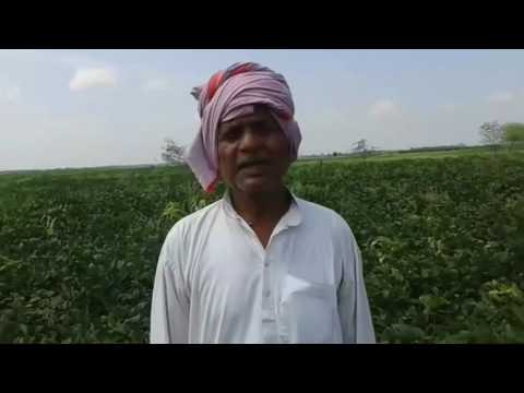 farmers lost 60 lakhs rupees in soybean cultivationdepressed