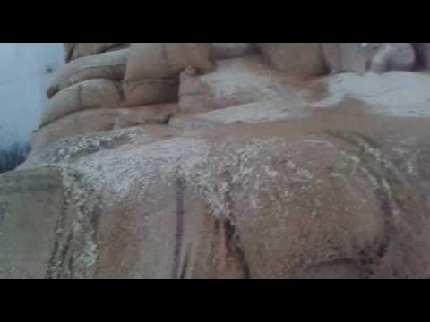 Bhagalpur: negligence of officers official grains are rotting in warehouse