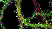 Fluorescence du neurone