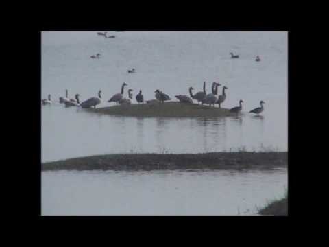 Siberian birds came to Nagi and nakti DAM in jhajha