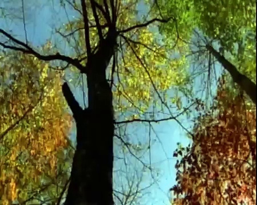 Appalachia: The Endless Forest - Nature Documentary