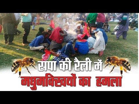 Bees attacked the SP rally in rampur II रामपुर में सपा की रैली में मधुमक्खियों ने हमला बोल दिया