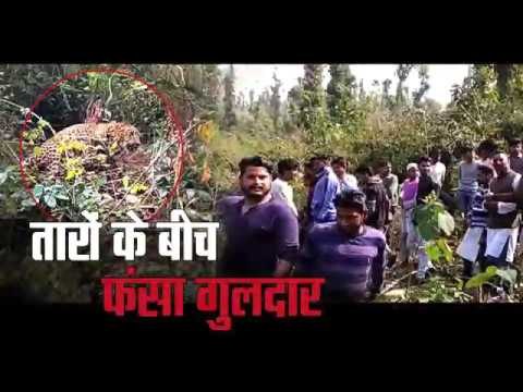 leopard Trapped between wires in dehradun uttarakhand