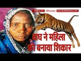 Tiger killed a woman in pilibhit uttar pradesh II यूपी में बाघ ने महिला को बनाया शिकार