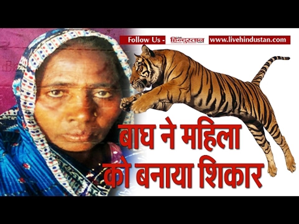Tiger killed a woman in pilibhit uttar pradesh II यूपी में बाघ ने महिला को बनाया शिकार