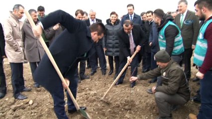 Samsun’da hükümlüler fidan dikti