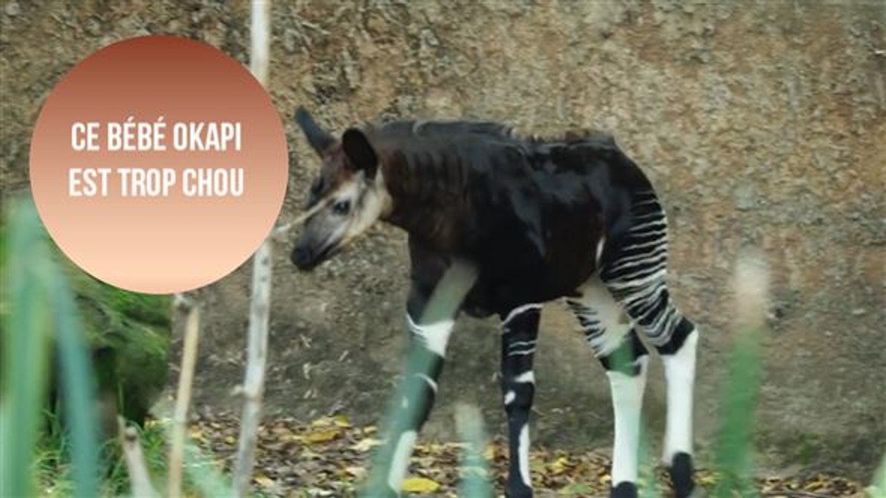 Naissance rare d'un bébé Okapi