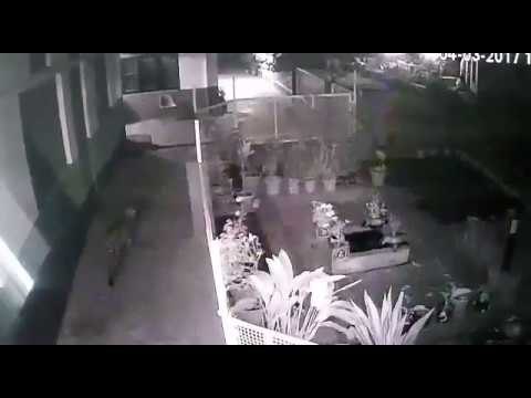 leopard wandering in market in badeshwar cctv footage