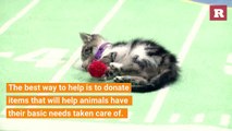 Ways to help animals in shelters | Rare Animals