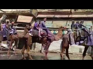 下载视频: Camel parade on the occasion Ganga Mela in Kanpur