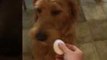 Dog Is Unimpressed with Recent Internet Egg Challenge