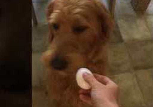 Dog Is Unimpressed with Recent Internet Egg Challenge
