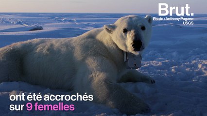 Avec la fonte de la banquise, les ours polaires dépensent plus d’énergie qu’ils n’en stockent