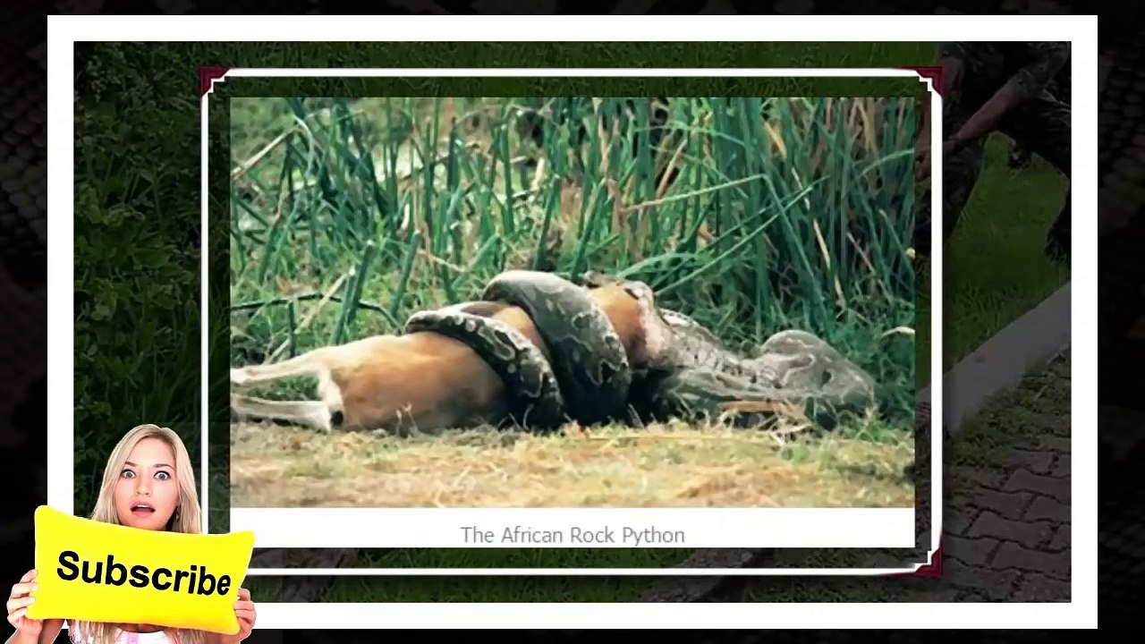 งูยักษ์ 10อันดับ สายพันธุ์งูที่มีขนาดใหญ่ที่สุดในโลก | Remake