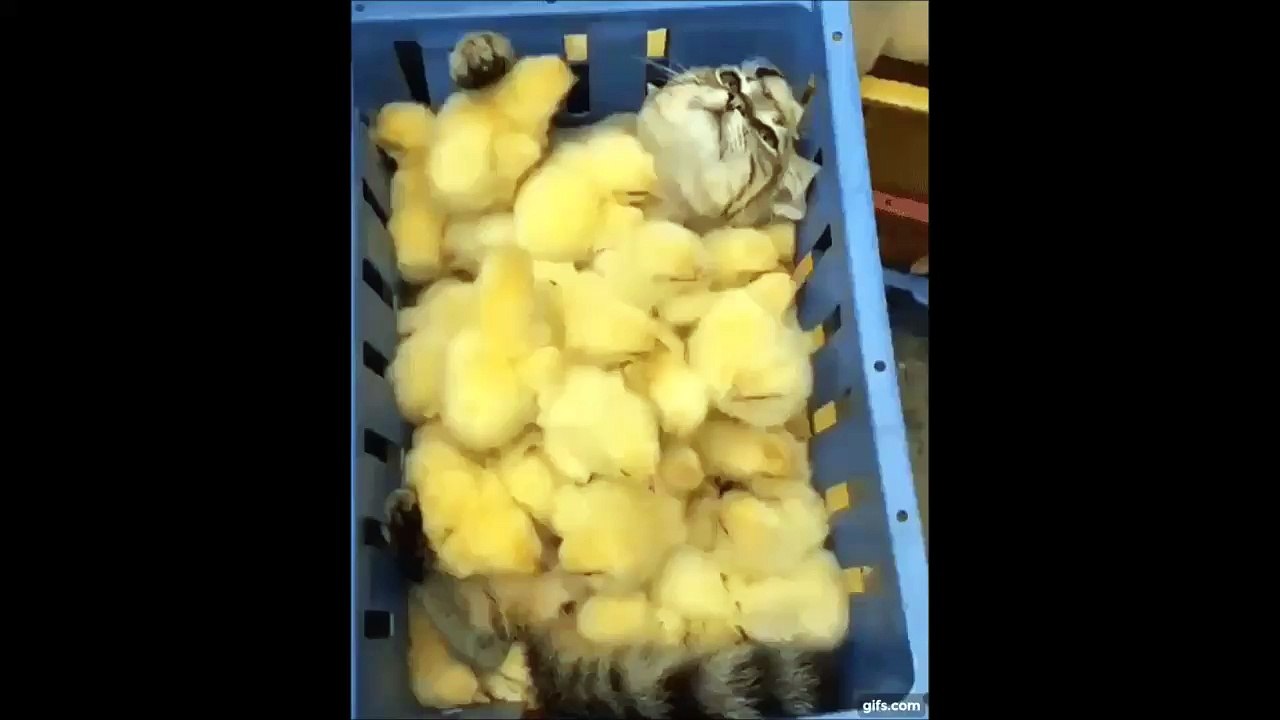 Ce chat se détend dans son bain de poussins... Trop chou