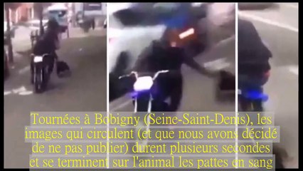 Vidéo d'un chien traîné par un scooter à Bobigny !
