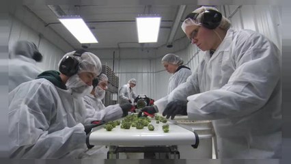 Greece: Government to fast-track plans to legalise medical cannabis production