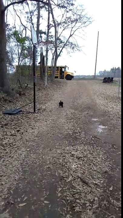 Tous les jours, le coq fonce vers l’arrêt de bus pour accueillir sa meilleure amie