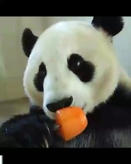 Tatlış Panda Dondurma Yiyor