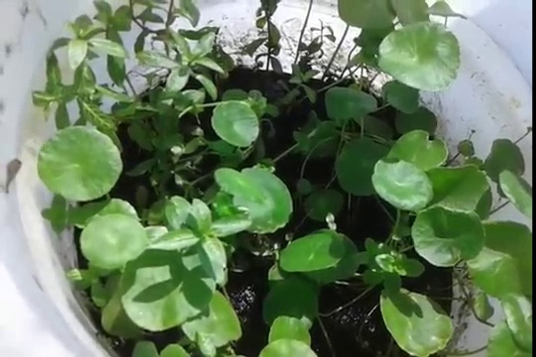 Planta Aquática (Hydrocotyle ) Forma emersa-emergida